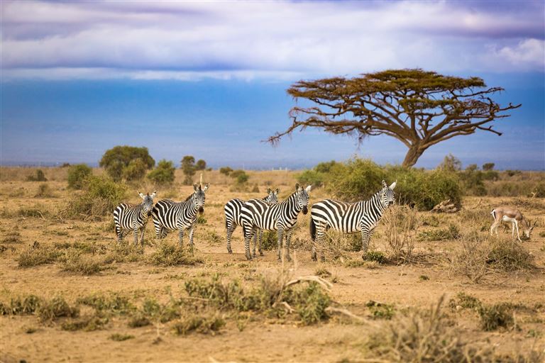 Höhepunkte Simbabwe, Namibia & Botswana - Caprivi ©ASMR/istock